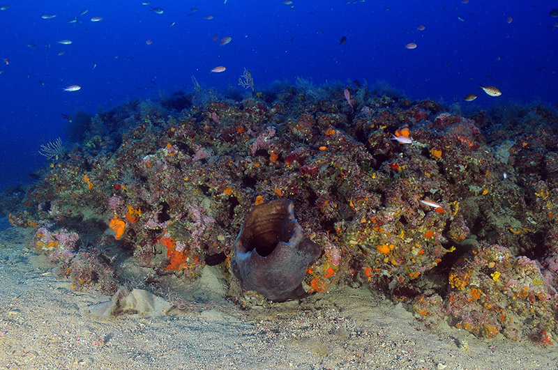 Sembra una spugna caraibica